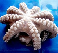 octopus-eviscerated-flowered-thumb